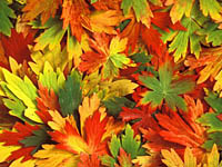 leaves_small